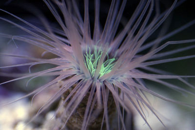 Tube_Anemone.jpg